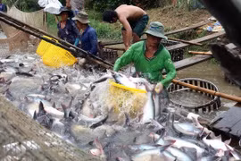 Mekong Delta seeks ways for greener Tra fish industry