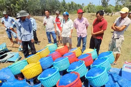 VietGap a windfall for shrimp farmers