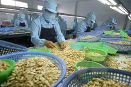 Binh Phuoc eyes more cashew products reaching global markets