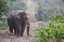 Measures proposed to conserve wild elephants in Dong Nai