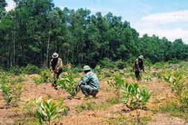 Localities step up forest planting