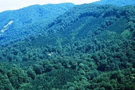 Sustainable forestation management project launched