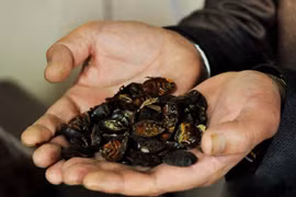 Invasive alien species become problem for managerial agencies