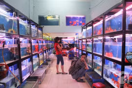 Ornamental fish breeders should scale up: experts