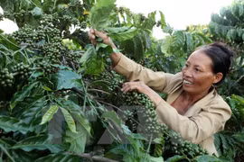 Central Highlands establishes itself as agricultural hub of Vietnam