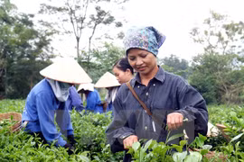 Vietnam strives to earn 250 million USD from tea exports in 2017
