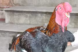 Bac Ninh: Ho chickens get collective brand name
