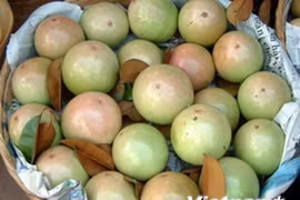 US authorizes import of fresh star apple fruit from Vietnam