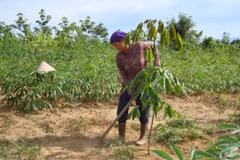 Poverty reduction project improves livelihoods in Kon Tum 