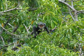 Quang Nam province protects primates from peril