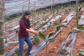 Herbal plant preservation yields large profit