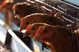 Saudi Arabia suspends live poultry import from Vietnam over bird flu