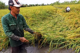 Southern farms suffer from abnormal rains