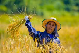 Thailand sells additional 1.66 million tonnes of rice 