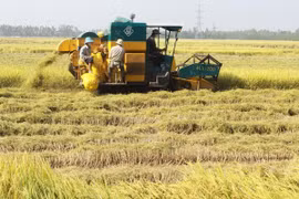 Project launched in Thai Binh to promote sustainable rice production