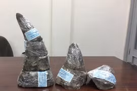 Five kg of rhino horn seized at southern airport