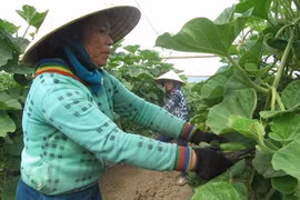 Two high-tech farm projects approved in Da Nang