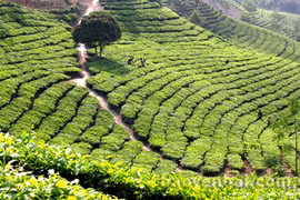 Yen Bai develops agro-forestry-fishery product processing