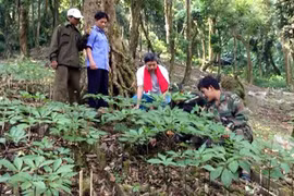 221 million USD Ngoc Linh ginseng project launched