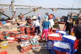 Thua Thien-Hue’s fishing output surges after maritime environment incident