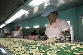 Cashew sector a hard nut to crack
