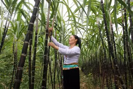 Sustained support needed to sustain poverty reduction