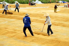 Changes to institutions urged to improve rice value chain