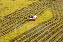 Tra Vinh aims for 10,000 ha of large-scale rice fields in 2020