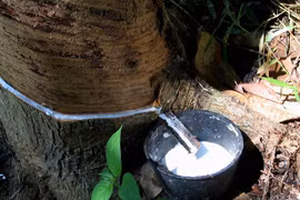 Cambodia optimistic about recovery prospect of rubber price