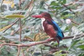 Ben En National Park moves to protect rare water birds