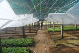 First Vietnamese ginseng seedling centre introduced