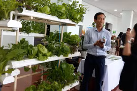 Da Nang calls for hi-tech farms