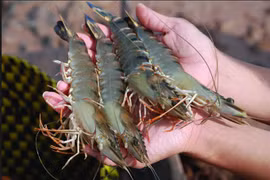 Seafood exports to US face tough recovery