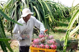 Fruit, veggie exports set record of 3.45 billion USD