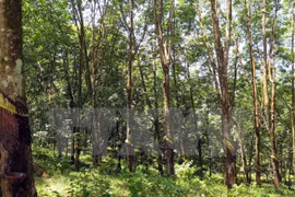 Vietnam records progress in forestry development