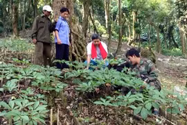 Quang Nam hosts first Ngoc Linh Ginseng Festival 