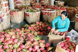 Vietnamese fruits conquer Japanese market