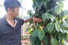 Gia Lai pepper farmers developing Sri Lanka plant