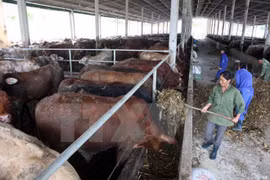 Central Highlands develops large-scale cattle farming