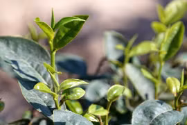 Vietnamese tea firms eye US market 