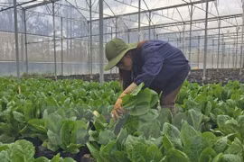 Israel assists Dien Bien farmers in growing safe vegetables