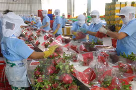 Vietnam to export dragon fruit to Australia