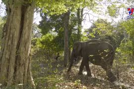 National Parks combining tourism with wildlife conservation