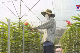 HCM City restructures urban agriculture