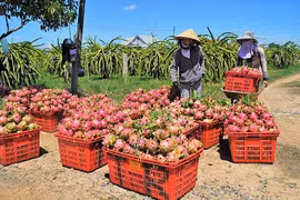Dragon fruit is one of the items with large export turnover to China (Photo: VNA)