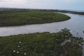 Mangrove forests benefit coastal communes in central region