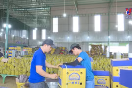 Tapping potential for durian exports to China