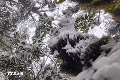 Weekly highlights: Unexpected frost covers Ta Xua Peak in March 