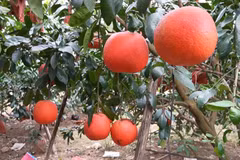 Red pomelo sees rising demand ahead of Lunar New Year