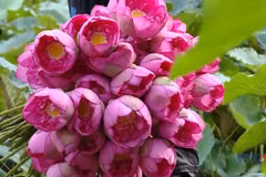 West Lake sees return of the hundred-petal lotus 